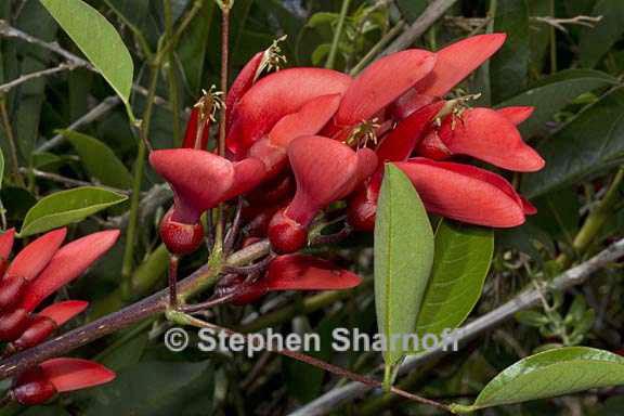 crinodendron hookerianum 2 graphic